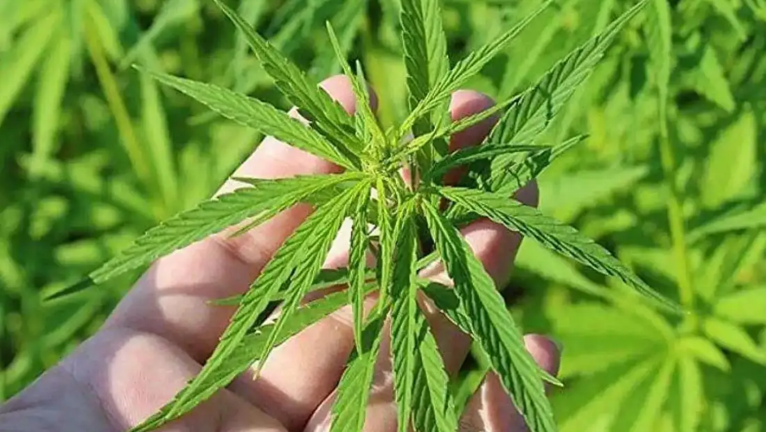 21 İlde Kenevir Üretimine İzin