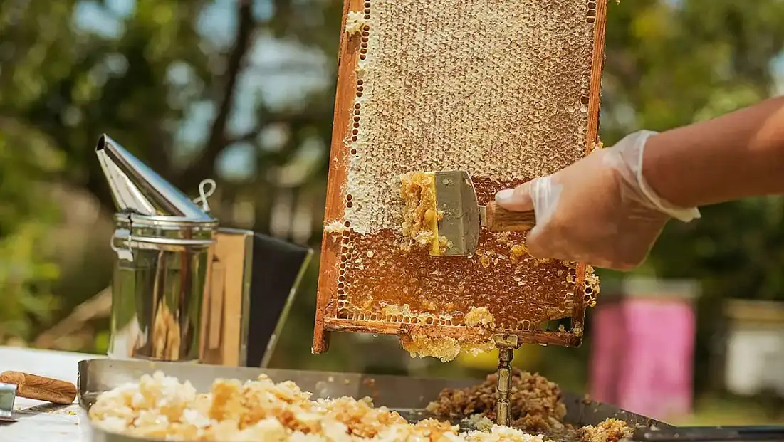46 ülkeye bal ihracatı
