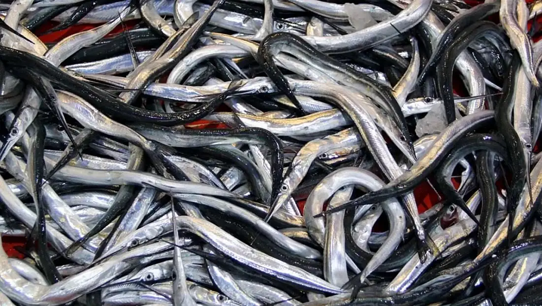 7 balık türü daha resmen tescil edildi