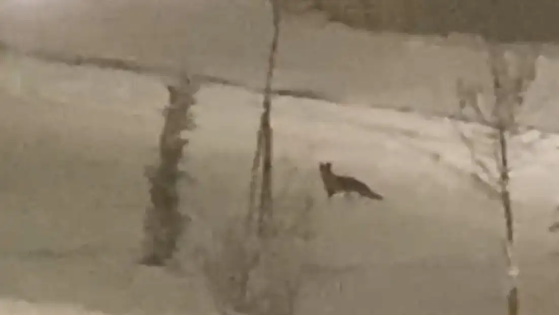 Aç kalan tilki şehir merkezine indi