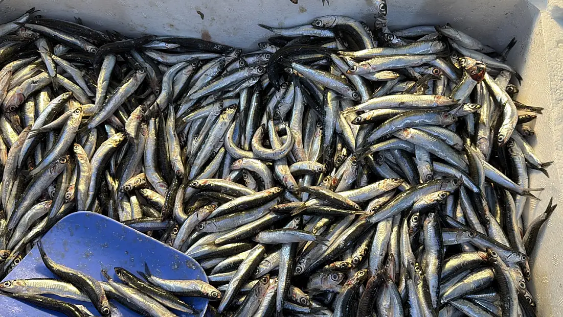 Balıkçılar Müjdeyi Verdi: Hamsi Bu Yıl Rekor Kırabilir!