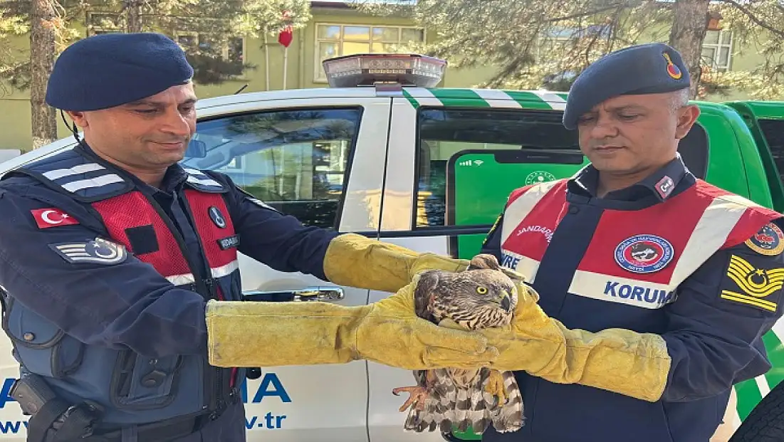 Kızıl Şahin Jandarma Sayesinde Hayata Tutundu