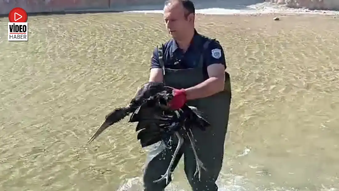Malatya'da yaralı halde bulunan leylek koruma altına alındı