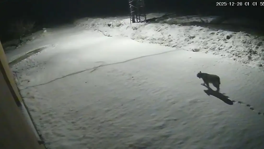 Malatya'da 'vaşak görüntülendi