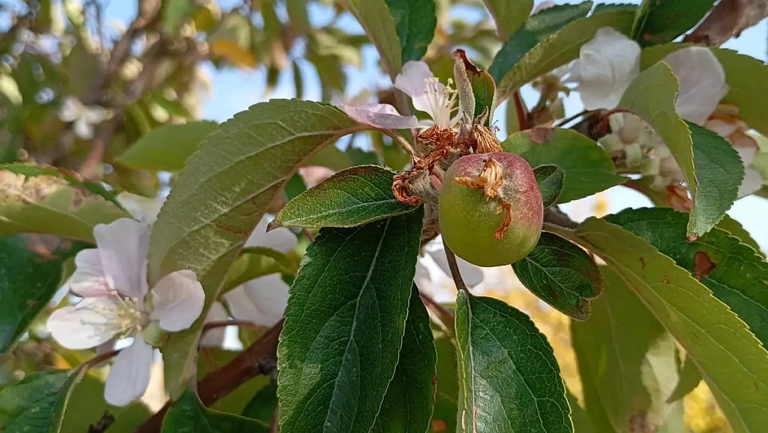 Malatya'da elma ağacı çiçek açıp meyve verdi