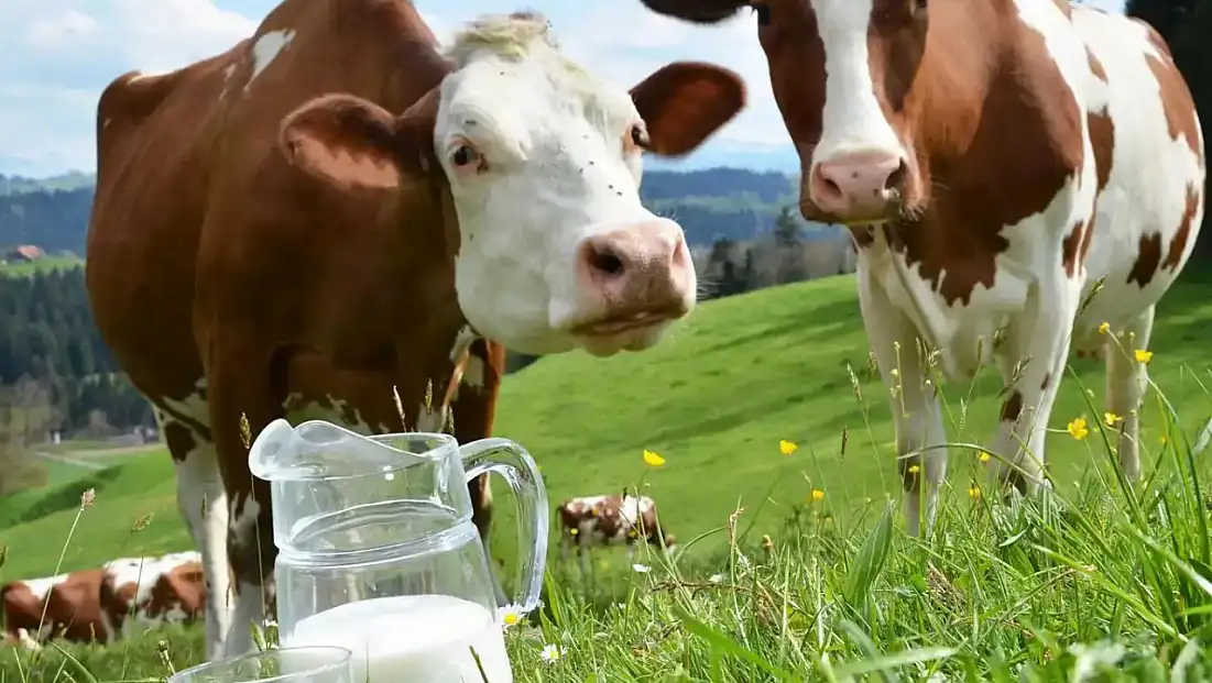 Süt Sektöründe Kritik Ekim Verileri: Düşüş ve Artış Bir Arada