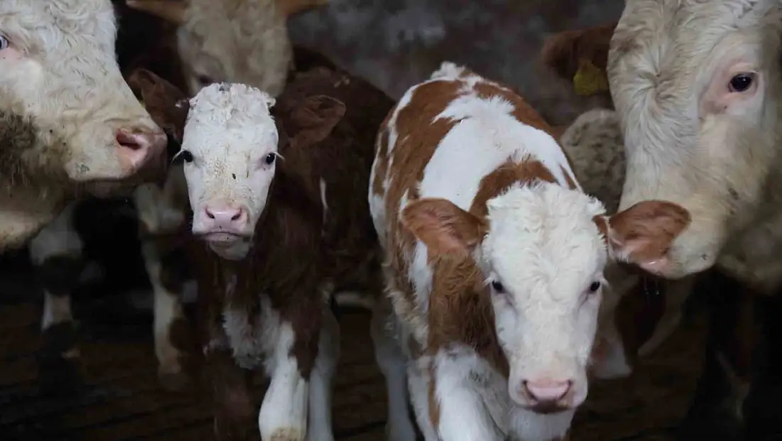 Yıl bitmeden gelen çifte mutluluk: Üreticinin ikiz buzağı sevinci