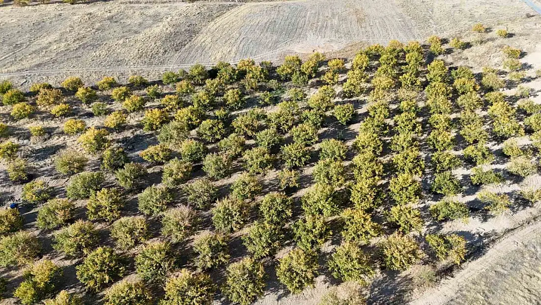 Zirai dondan etkilenen kayısı ağaçları gelecek yıl için umut veriyor