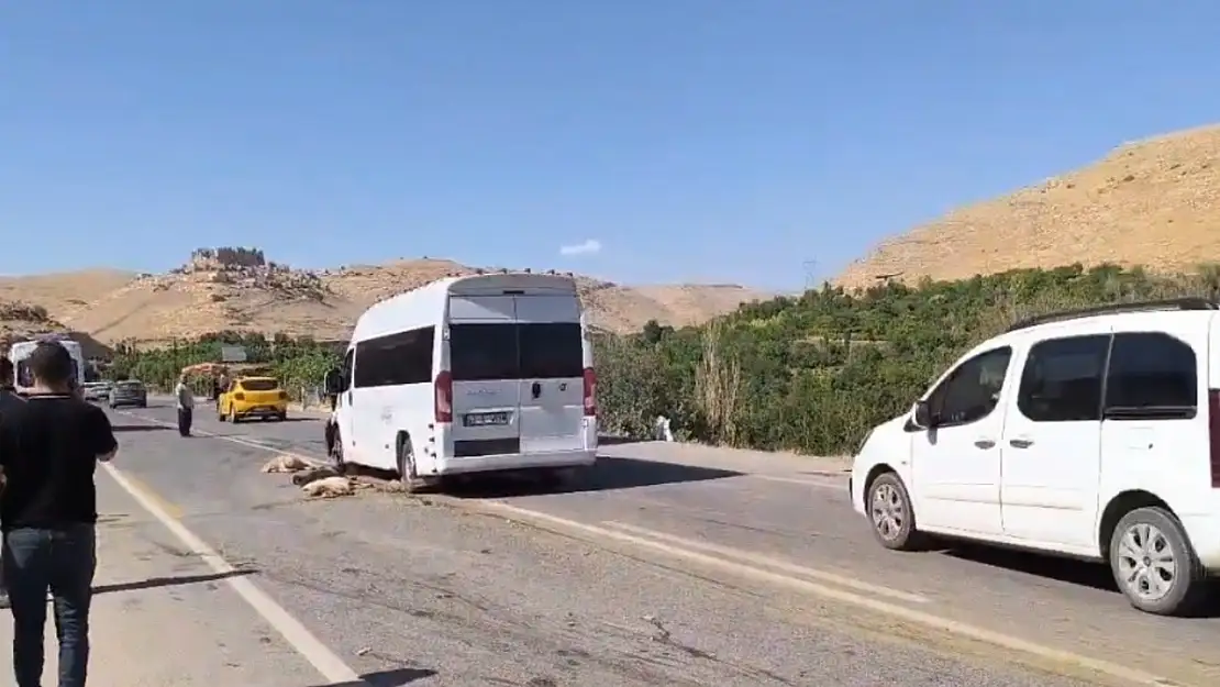 13 Küçükbaş Hayvan Telef Oldu Minibüs Sürücüsü Kaçtı mı?