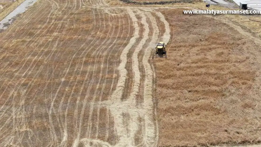 2 metre 20 santimlik 'ata tohumu buğday' sergilendi