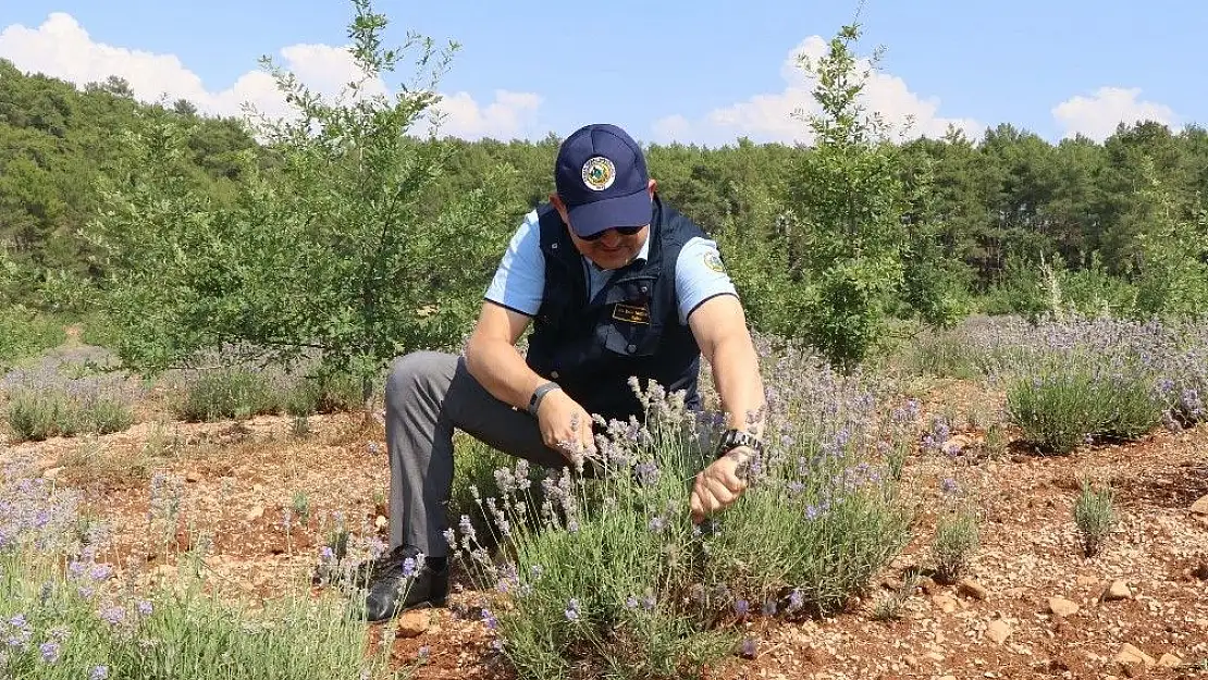 Kıraç arazilerin gözdesi ve mor bereketi: Lavanta