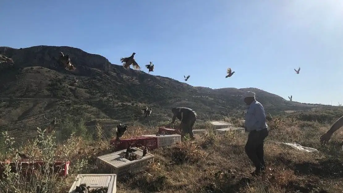 2019'da yaklaşık 100 bin kanatlı yetiştirilerek doğaya salındı