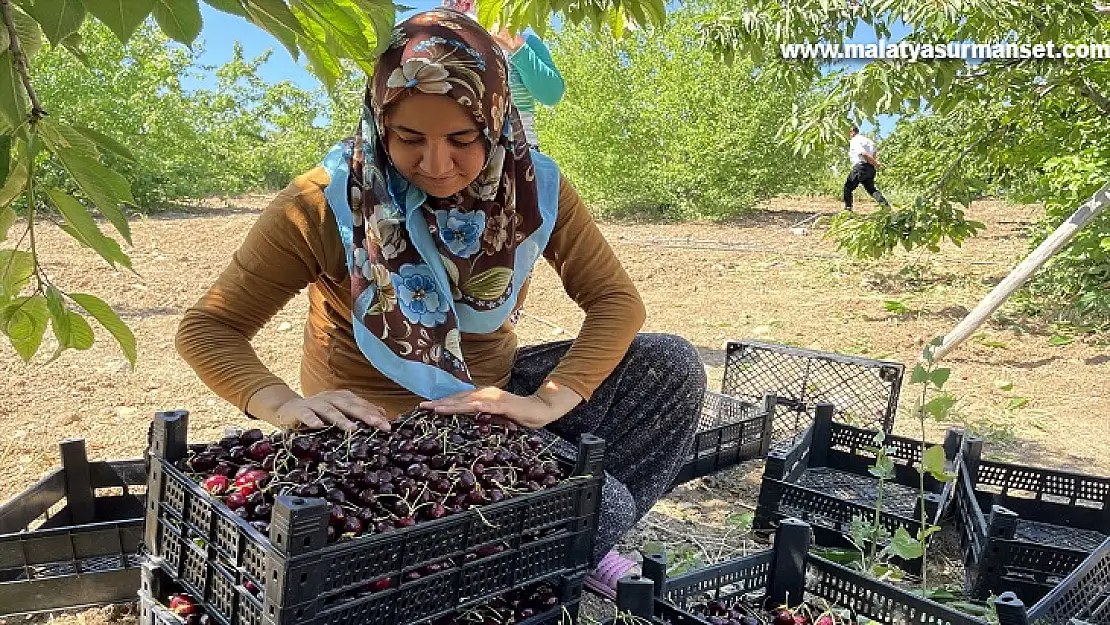 7 bin dekar alanda kiraz hasadı başladı