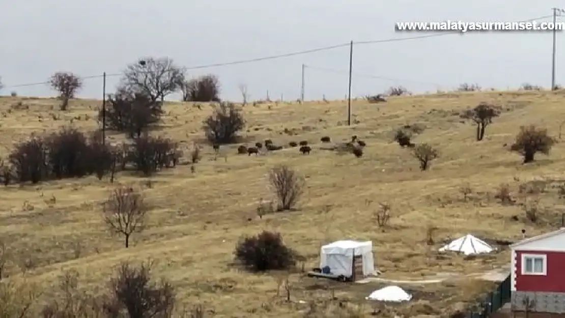 Aç kalan domuz sürüsü şehir merkezine indi