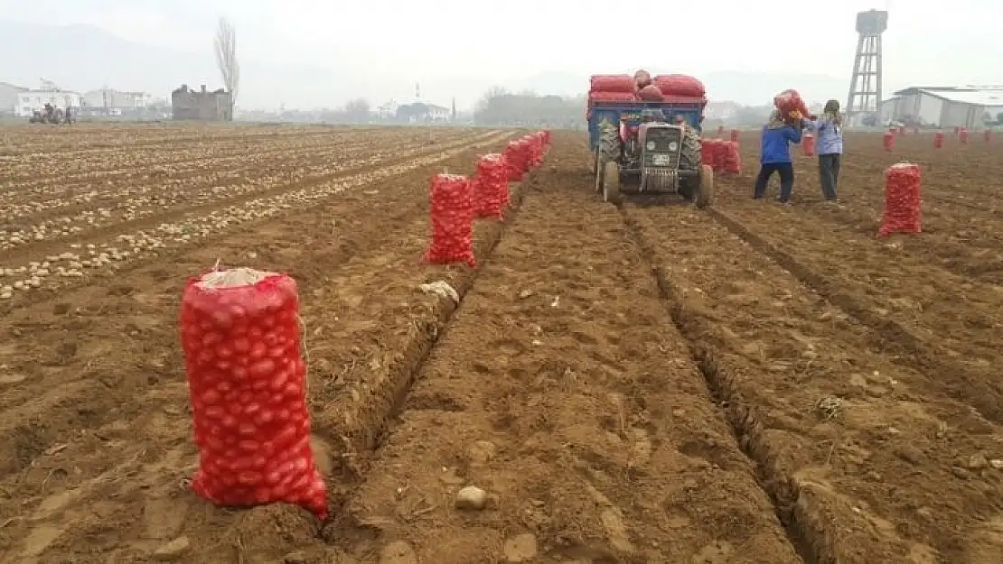 Adana'da dondu, Ödemişli üretici patatese yöneldi