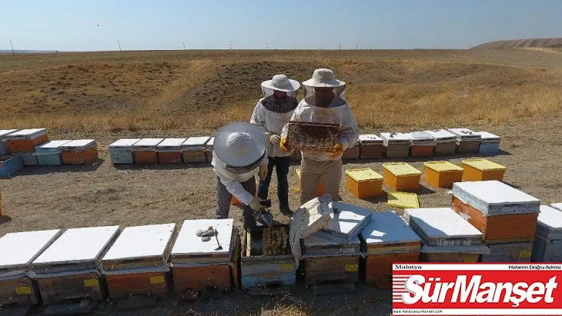 Adıyaman'a has 'sütleğen' balında hasat başladı