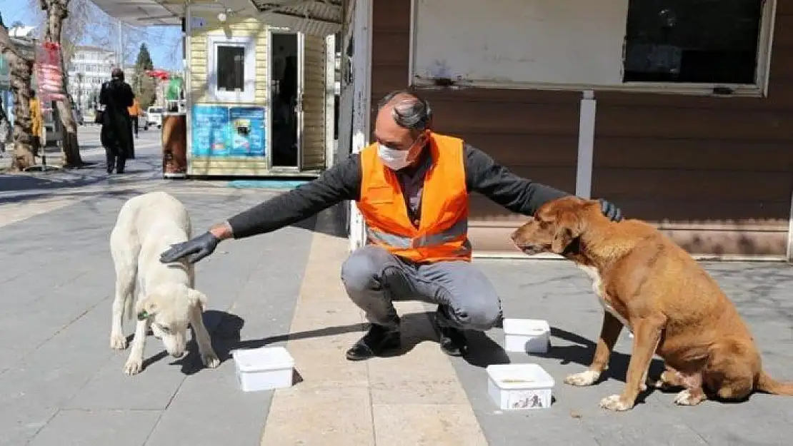 Adıyaman Belediyesi, sokak hayvanları için mama ve yem bıraktı