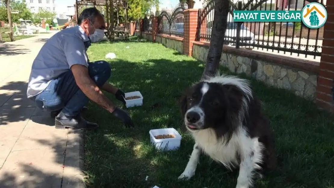 Adıyaman Belediyesi sokak hayvanlarını unutmuyor