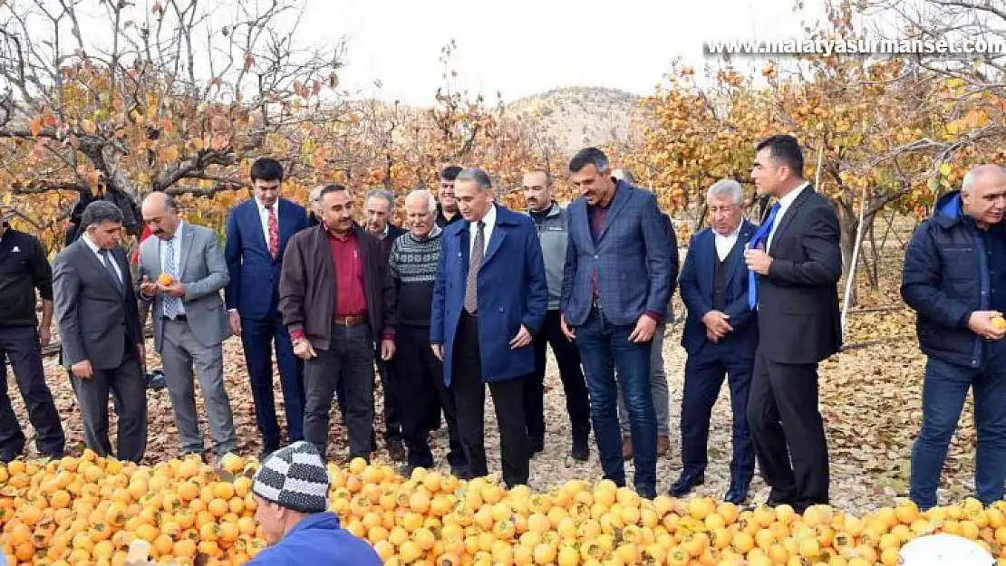 Adıyaman'da 'Cennet Hurması' hasadı başladı