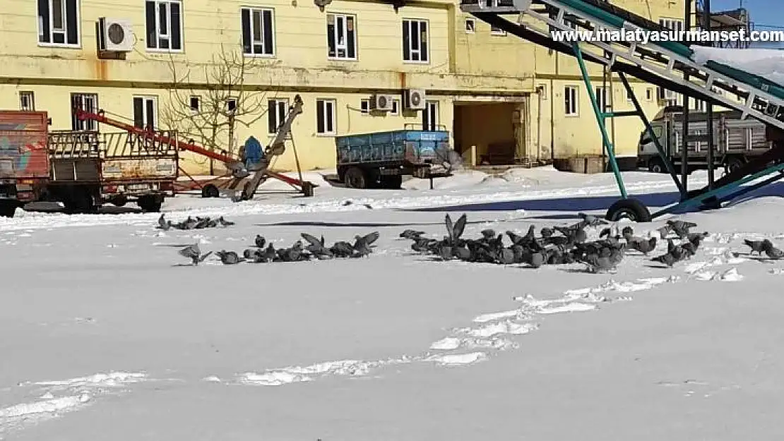 Adıyaman'da aç kalan kuşlar unutulmadı