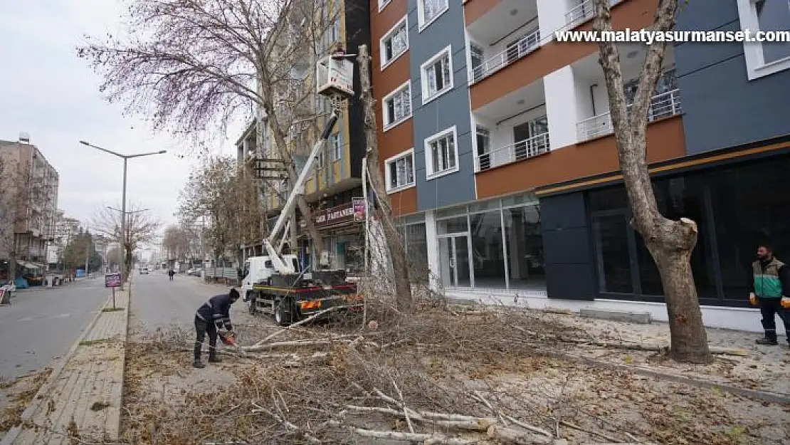 Adıyaman'da ağaçlara kış bakımı