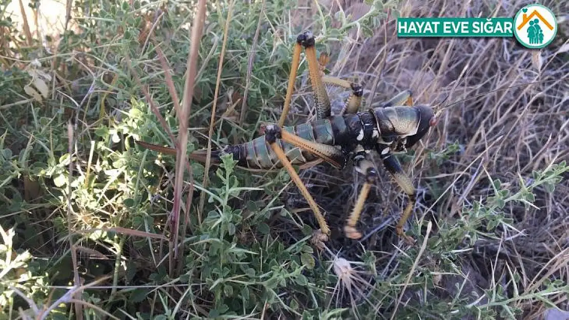 Adıyaman'da etçil çekirge görüldü