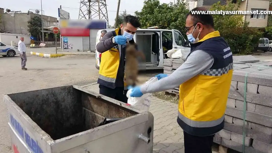 Adıyaman'da kedi vahşeti