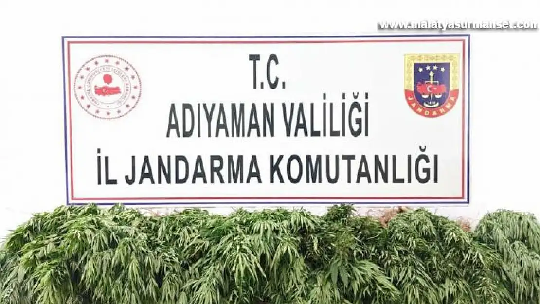 Adıyaman'da kenevir bitkisi ele geçirildi