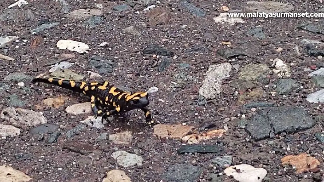 Adıyaman'da sarı benekli semender görüldü