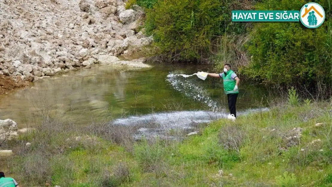 Adıyaman'da sulak alanlar ilaçlanıyor