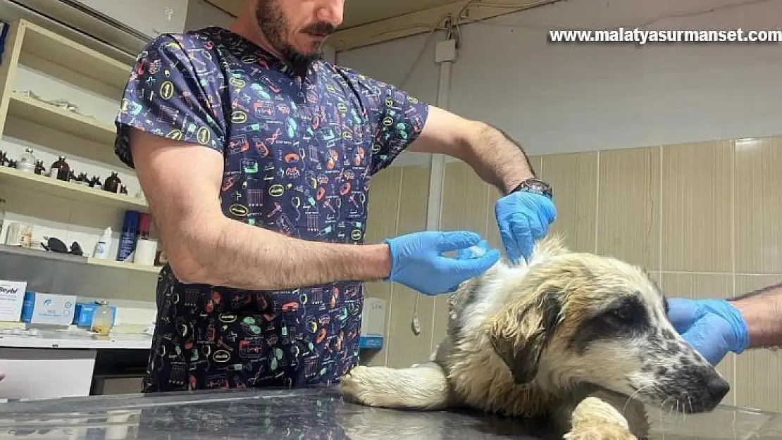 Adıyaman'da yaralı köpek tedavi altına alındı