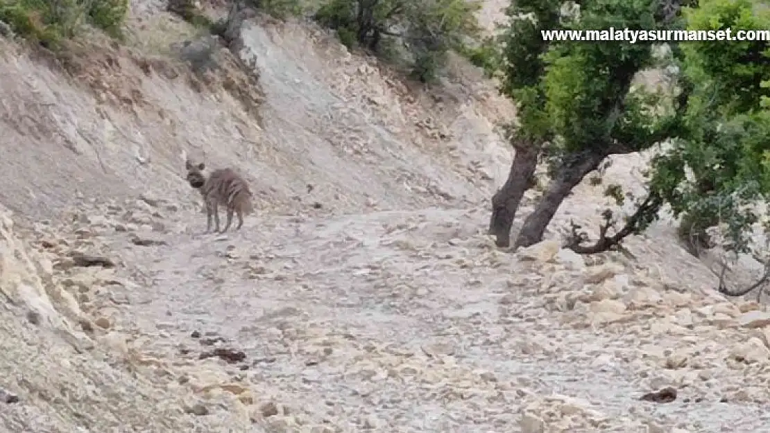 Adıyaman'da yerleşim yeri yakınlarında sırtlan görüntülendi
