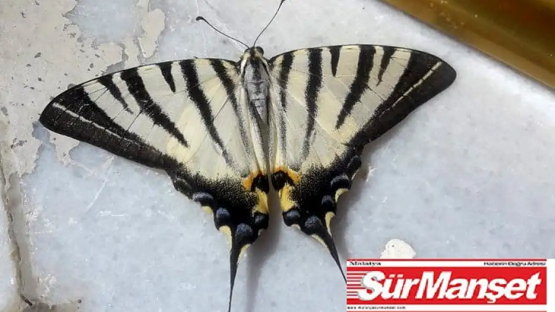 Adıyaman'da zebra çatal kuyruklu kelebek görüldü