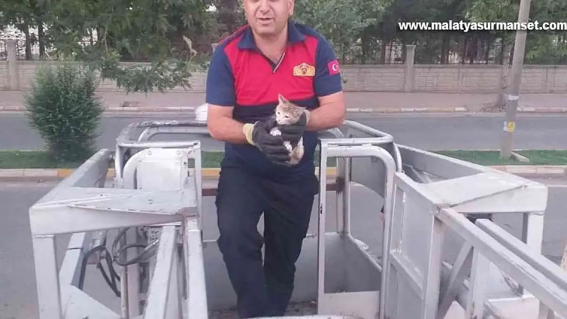 Ağaçta mahsur kalan kedi kurtarıldı