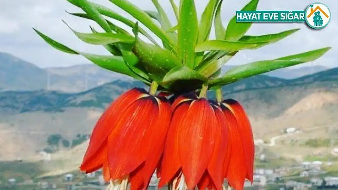 Ağlayan gelinlerin boynu bükük kaldı