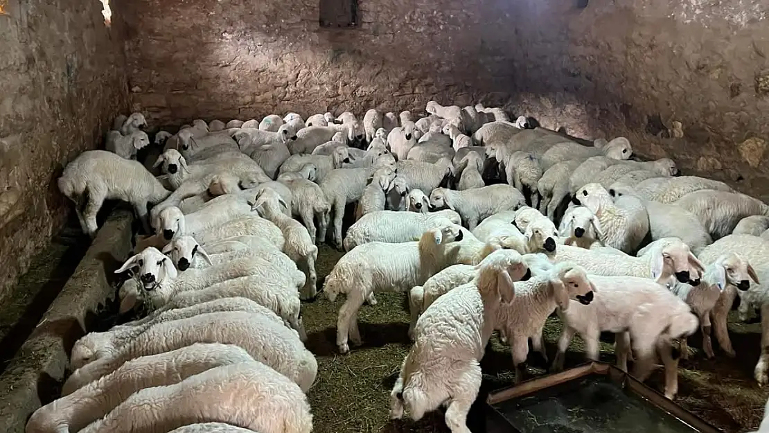 Ahırı Zarar Gören Depremzedelere 20 Yıl Vadeli Faizsiz Kredi