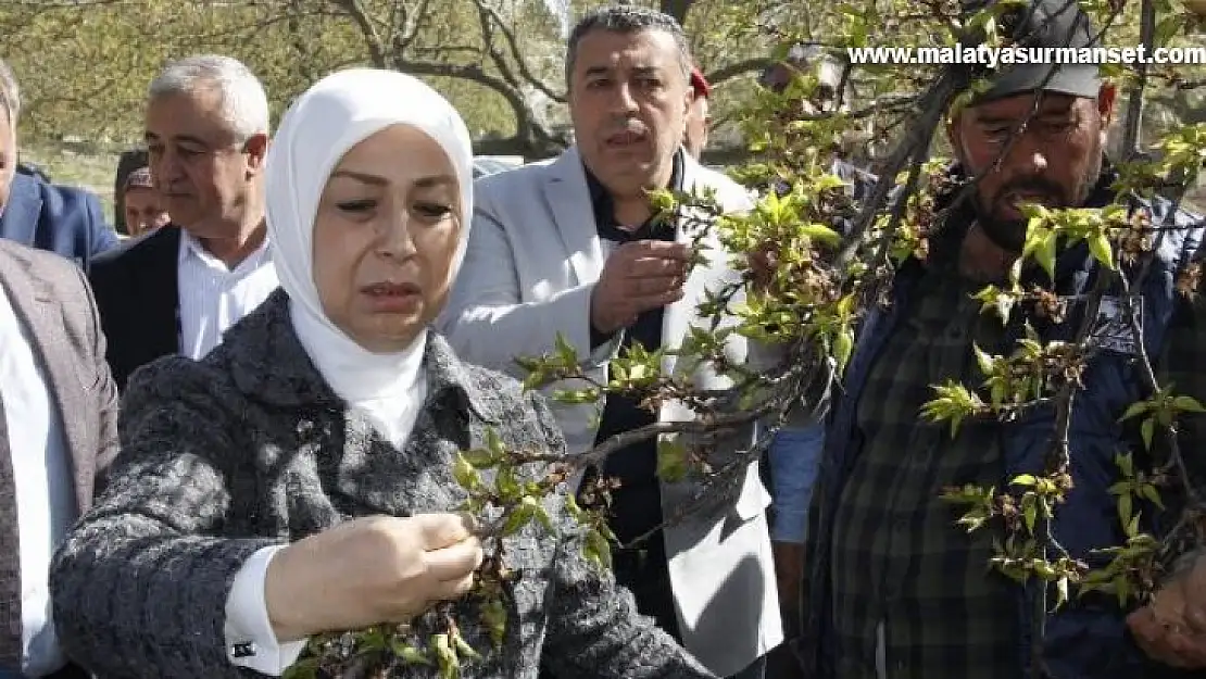 AK Partili Çalık: Malatya'da zirai don nedeniyle hasar tespit çalışmaları başladı