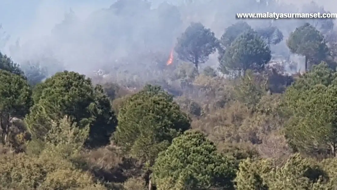 Alanya'da ormanlık alanda yangın