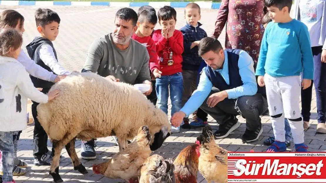 Anaokulu öğrencileri, okullarında tohum ekip evcil hayvan besliyor