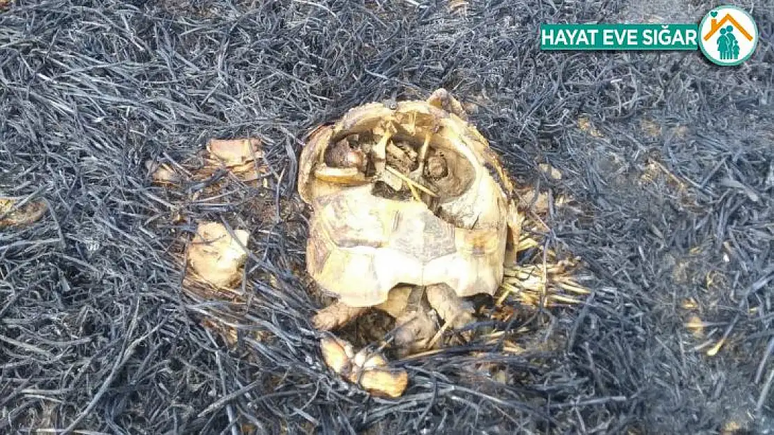 Anız yangınında hayvanlar telef oldu