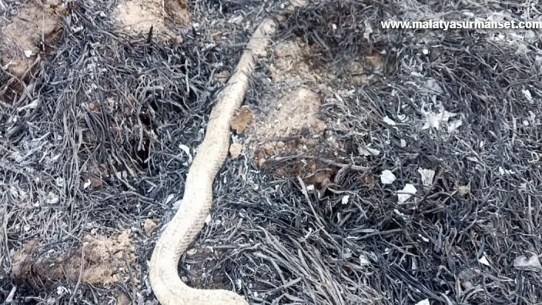 Anız yangınında hayvanlar telef oldu