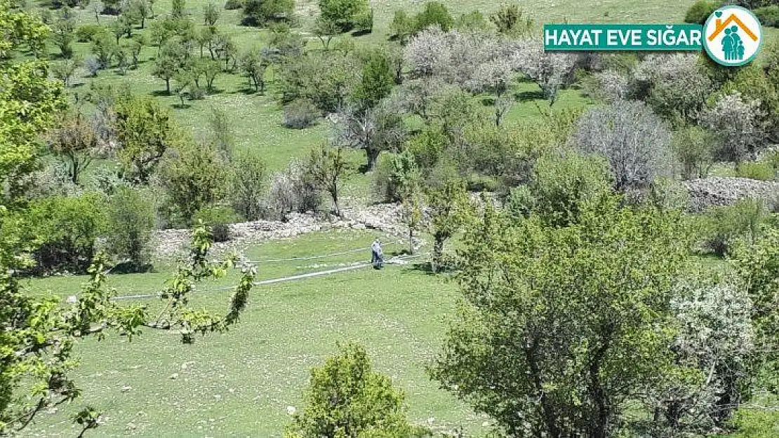 Ankara'da 'ayı saldırısı, bir kadını öldürdü' iddiası