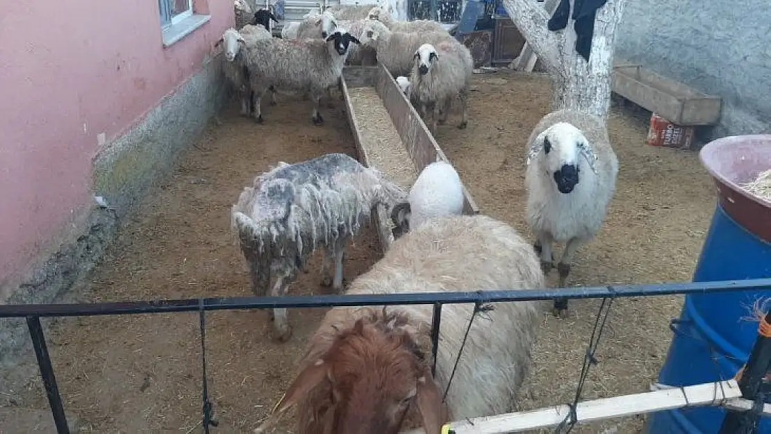 Ankara jandarması çalınan hayvanları Konya'da buldu