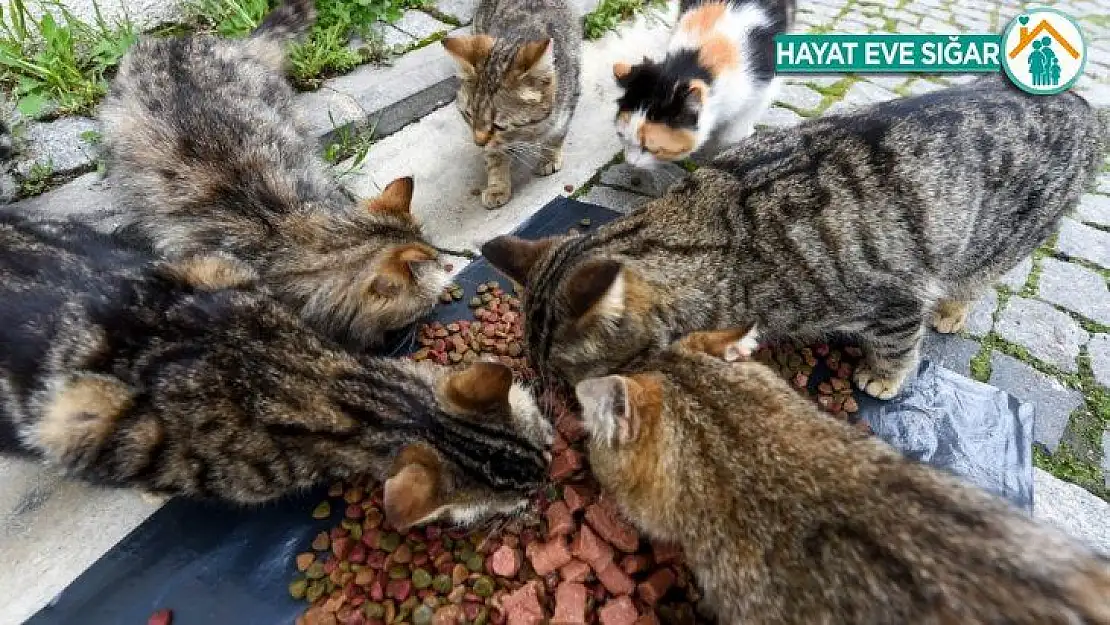 Ankara Kalesi'nin minik yavrularına mama desteği