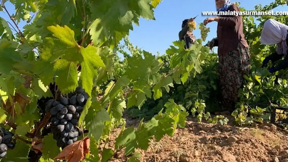 Antep karası üzümünde hasat zamanı