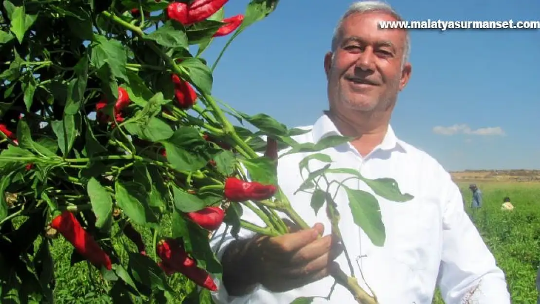 Araban'da biber hasadına başlandı