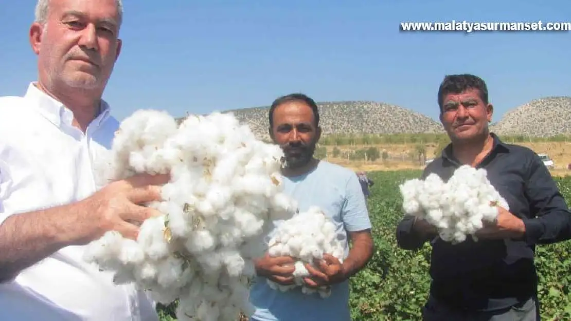 Araban Ovası'nda beyaz altın hasadı başlandı