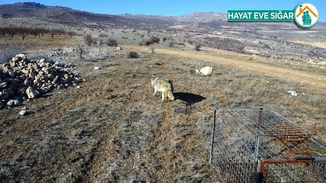 Aracın çarptığı kurt, tedavisinin ardından yeniden doğayla buluştu