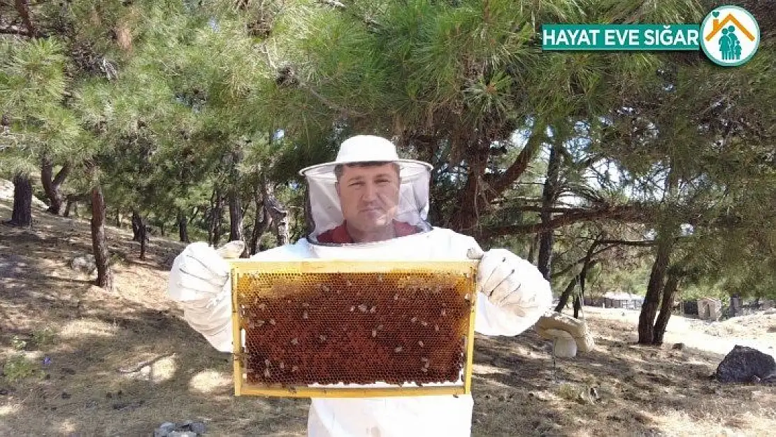 Arıcılık sektörünü kuraklık vurdu