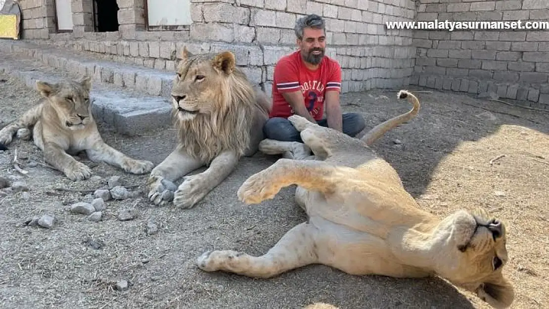 Aslan terbiyecisi Akbey, 3 aslanına yavrusu gibi bakıp eğitti